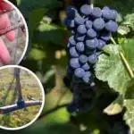 "Vinstokkens gråd" er begyndt: Sådan behandler du druer mod sygdomme og frost om foråret "Vinstokkens gråd" er begyndt: Sådan behandler du druer mod sygdomme